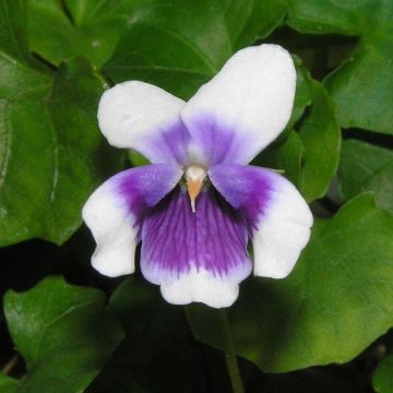 Viola hederacea - Australisches Veilchen