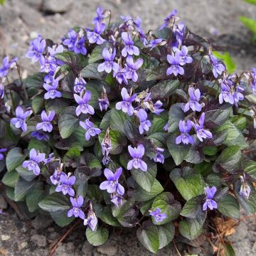 Viola riviniana var. purpurea - Purpur-Veilchen