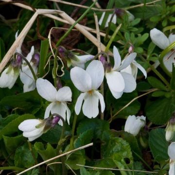 Viola odorata Alba - März-Veilchen