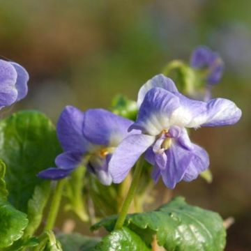 Viola suavis Parme de Toulouse - Parma-Veilchen