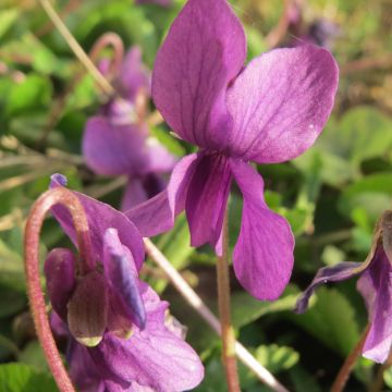 Viola odorata Red Charm - März-Veilchen