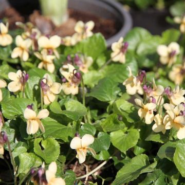 Viola odorata Vanilla - März-Veilchen