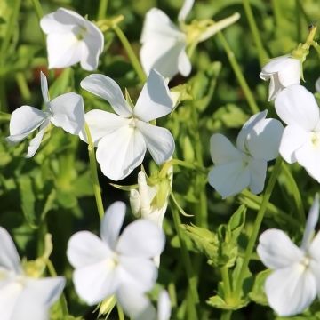 Horn-Veilchen Wisley White