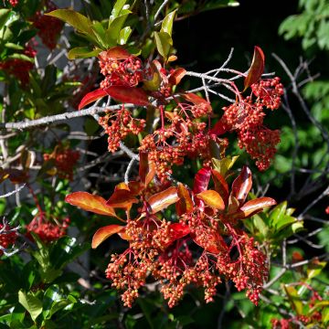 Duftender Schneeball - Viburnum odoratissimum