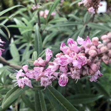 Vitex agnus-castus Santamaria - Keuschbaum