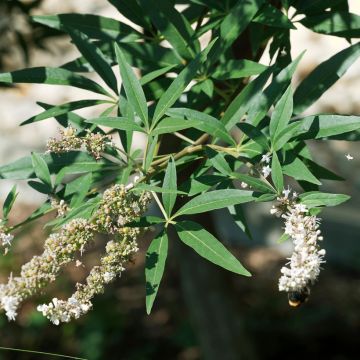 Vitex agnus-castus Albus - Keuschbaum