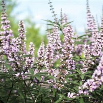 Vitex agnus-castus Galactic Pink - Keuschbaum