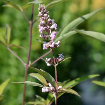 Vitex agnus-castus Pink Pinnacle - Keuschbaum