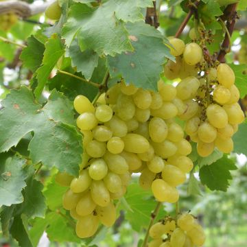 Weinrebe Centennial seedless