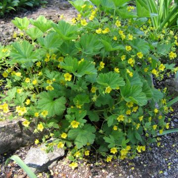 Waldsteinia geoides - Horst-Golderdbeere