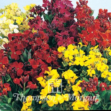 Garten-Goldlack Bedding Mixed (Samen) - Erysimum cheiri