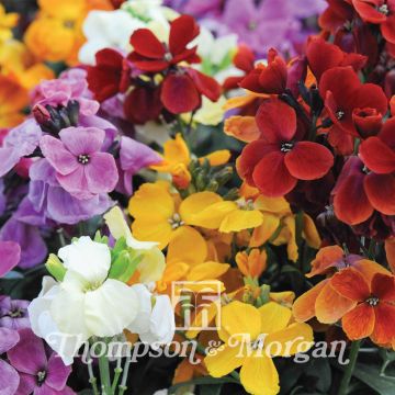 Garten-Goldlack Sugar Rush F1 hybride (Samen) - Erysimum cheiri