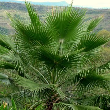 Washingtonia robusta - Fächerpalme