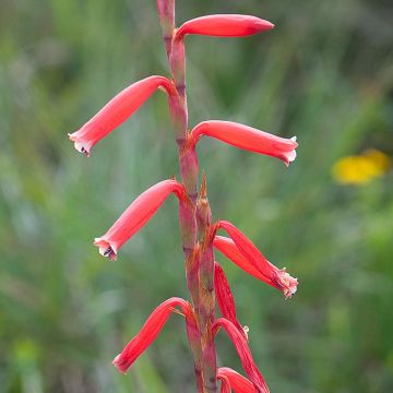 Watsonia aletroides - Watsonie