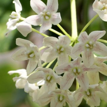 Wattakaka sinensis Variegata - Watakakaschlinge