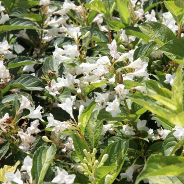 Weigela Milk and Honey