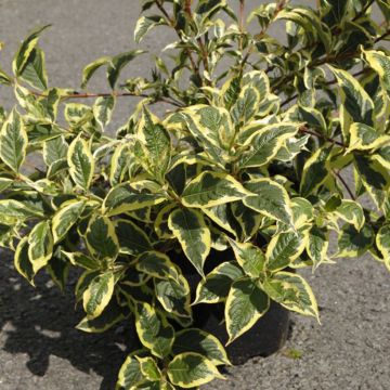 Weigela florida White Lightning