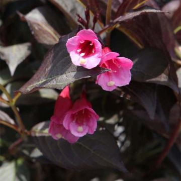 Weigela Alexandra