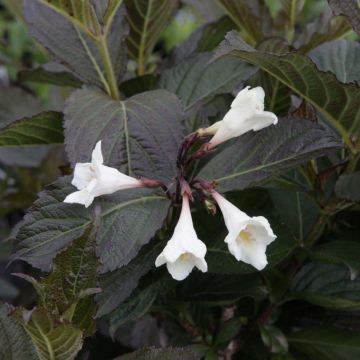 Weigela Ebony and Ivory