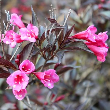 Weigela florida Midnight Wine