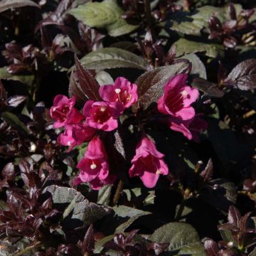 Weigela Minor Black