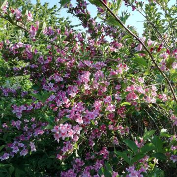 Weigela Stelzneri