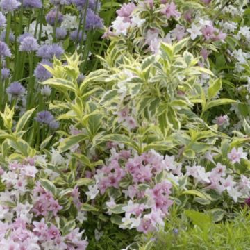 Weigelia florida Nana Variegata - Weigela panaché 