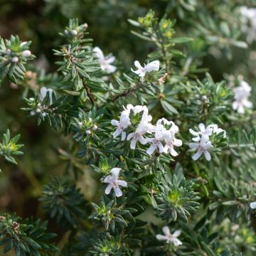 Westringia fruticosa White - Australischer Rosmarin