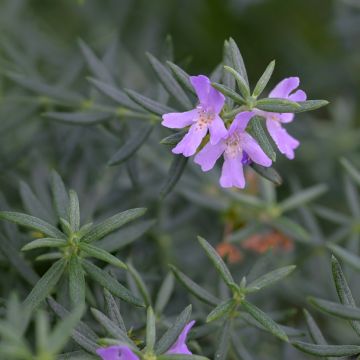 Westringia glabra