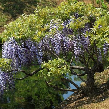 Wisteria floribunda - Reichblütige Glyzinie