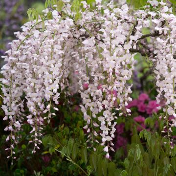 Glycine japonaise - Wisteria floribunda Lipstick