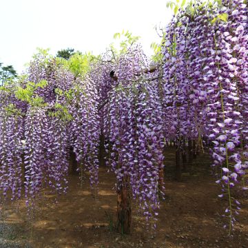 Wisteria floribunda Macrobotrys - Reichblütige Glyzinie