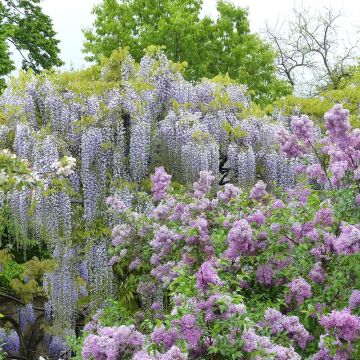 Wisteria floribunda Macrobotrys De Belder - Reichblütige Glyzinie