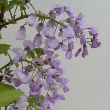 Glycine gracieuse - Wisteria venusta (brachybotrys) Okayama