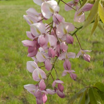 Wisteria venusta Rosea - Blauregen