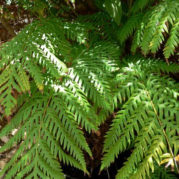 Woodwardia fimbriata - Grübchenfarn