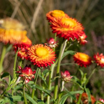 Xerochrysum bracteatum Granvia Dark Orange Flame - Garten-Strohblume