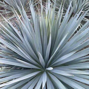 Yucca hybride French Flag