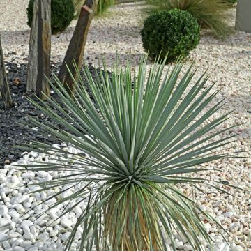 Yucca French Flag - Palmlilie