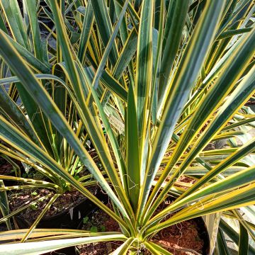 Yucca filamentosa Bright Edge - Fädige Palmlilie