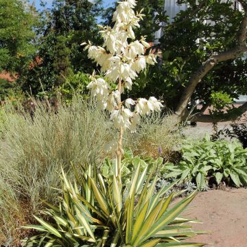 Yucca filamentosa Colour Guard - Fädige Palmlilie