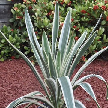 Yucca filamentosa Ivory Tower