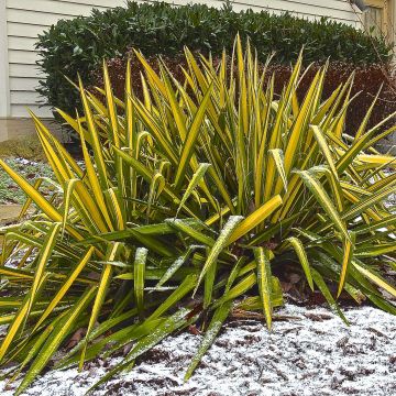 Yucca flaccida Golden Sword - Schlaffe Palmlilie