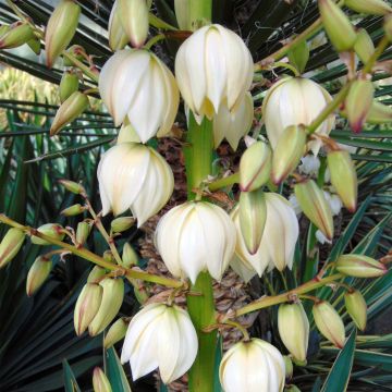 Yucca gloriosa - Kerzen-Palmlilie