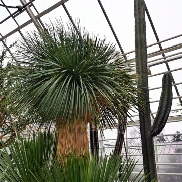 Yucca linearifolia GreenFin - Yucca à feuilles linéaires