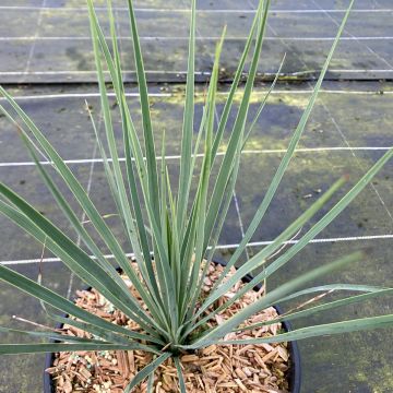 Yucca rostrata Sapphire Skies - Schnabel-Palmlilie