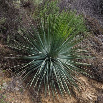 Yucca whipplei - Palmlilie