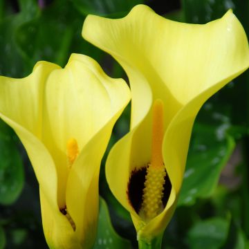 Zantedeschia Black Magic - Calla