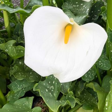 Zantedeschia aethiopica Himalaya - Zimmercalla