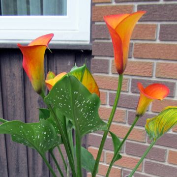 Zantedeschia Flame - Calla